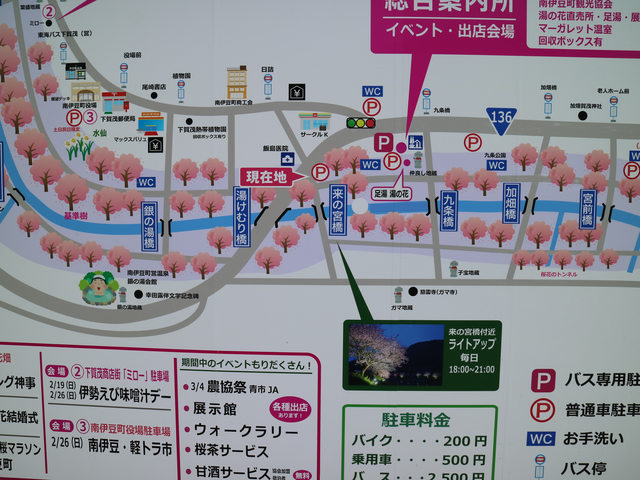 「靜岡景點」--不下河津町的河津櫻千本櫻:南伊豆町的油菜花與櫻花祭!!!