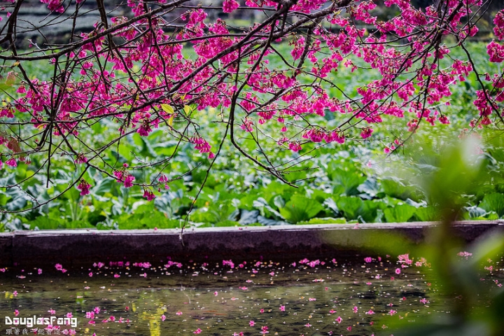【遊記│南投信義】草坪頭玉山觀光茶園~桃李櫻,三種花一次滿足
