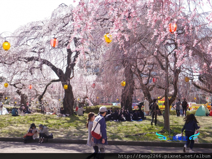 【日本 仙台】賞櫻名所榴岡公園