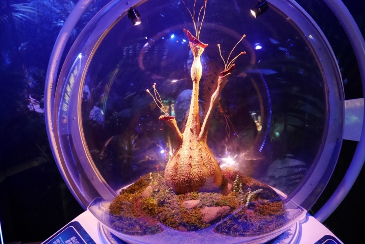 【台北信義區 | 展覽】登陸神秘又驚奇的的潘朵拉星球❍阿凡達-探索潘朵拉世界特展