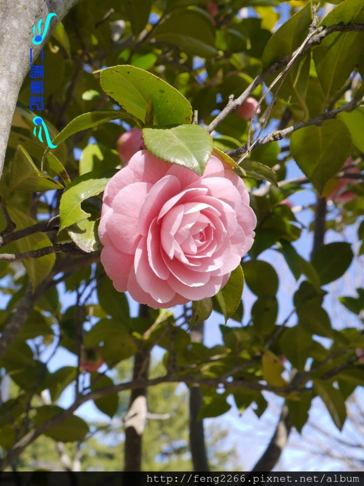 【日本 仙台】賞櫻名所榴岡公園