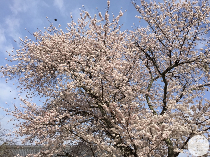 「京都的櫻花」--京都賞櫻景點、路線整理分享