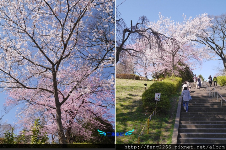 【日本 仙台】賞櫻名所榴岡公園