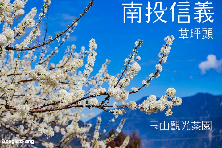 【遊記│南投信義】草坪頭玉山觀光茶園~桃李櫻,三種花一次滿足