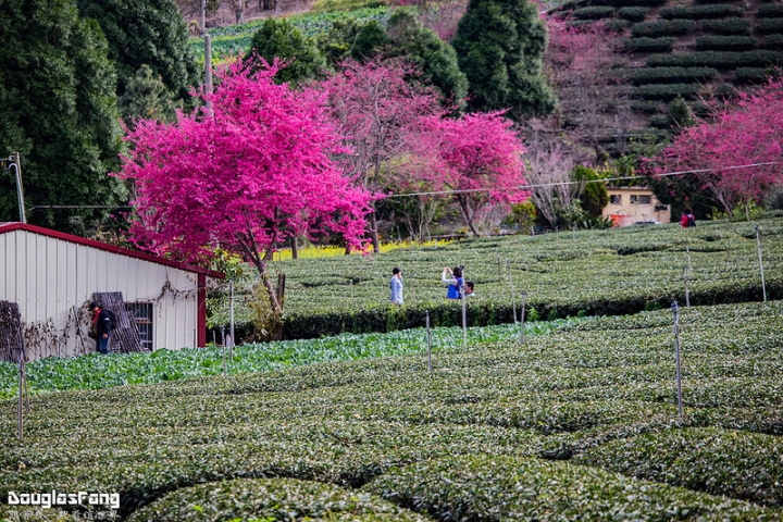 【遊記│南投信義】草坪頭玉山觀光茶園~桃李櫻,三種花一次滿足