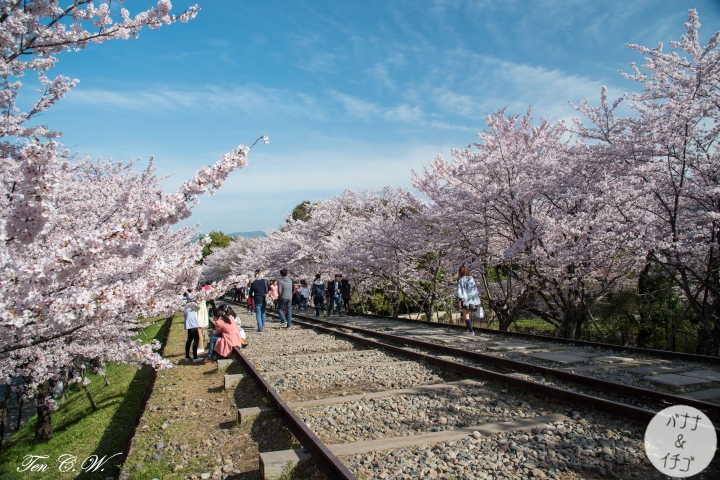 「京都的櫻花」--京都賞櫻景點、路線整理分享