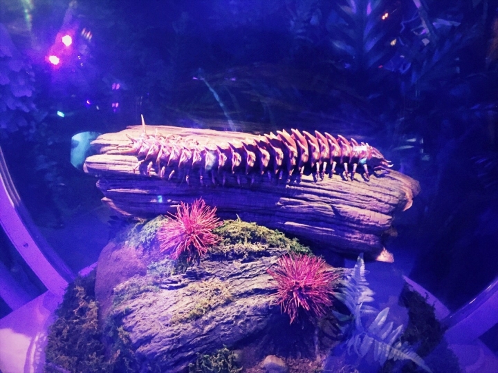 【台北信義區 | 展覽】登陸神秘又驚奇的的潘朵拉星球❍阿凡達-探索潘朵拉世界特展