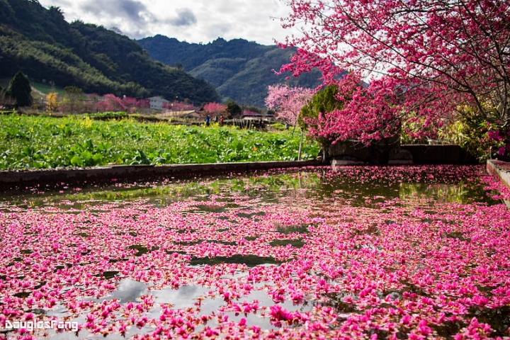 【遊記│南投信義】草坪頭玉山觀光茶園~桃李櫻,三種花一次滿足