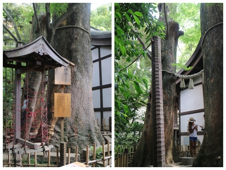 【遊。2016川越】喜多院、冰川神社、小川菊鰻魚飯、小江戶川越一日遊