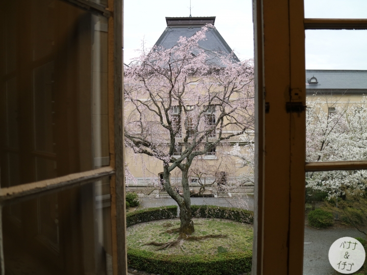 「京都的櫻花」--京都賞櫻景點、路線整理分享