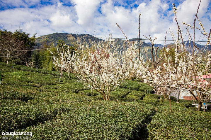 【遊記│南投信義】草坪頭玉山觀光茶園~桃李櫻,三種花一次滿足