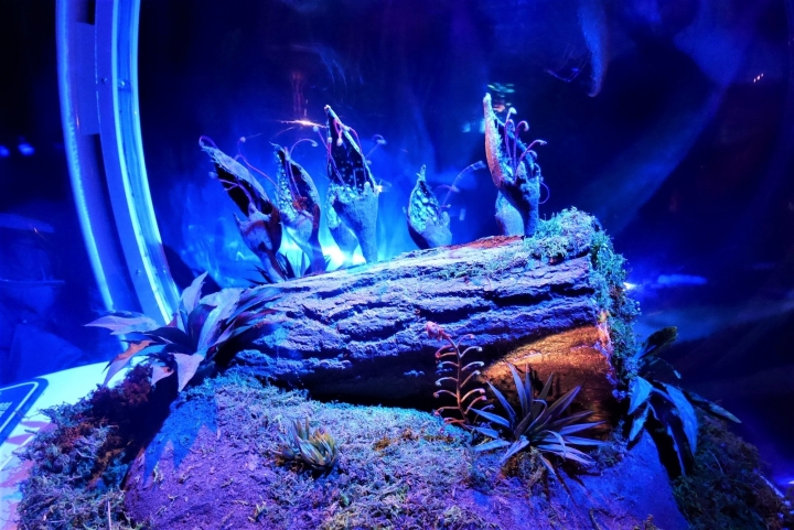 【台北信義區 | 展覽】登陸神秘又驚奇的的潘朵拉星球❍阿凡達-探索潘朵拉世界特展