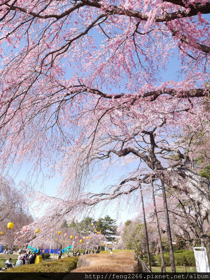 【日本 仙台】賞櫻名所榴岡公園