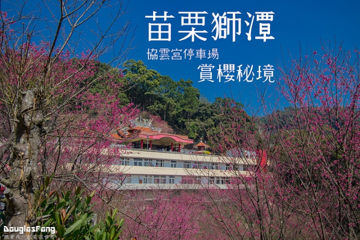 【遊記│苗栗獅潭】協雲宮停車賞/隱身在深山中的賞櫻秘境(2017.2.19花況)