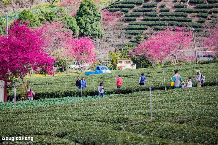 【遊記│南投信義】草坪頭玉山觀光茶園~桃李櫻,三種花一次滿足