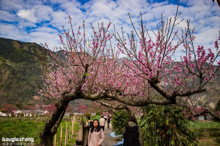 【遊記│南投信義】草坪頭玉山觀光茶園~桃李櫻,三種花一次滿足