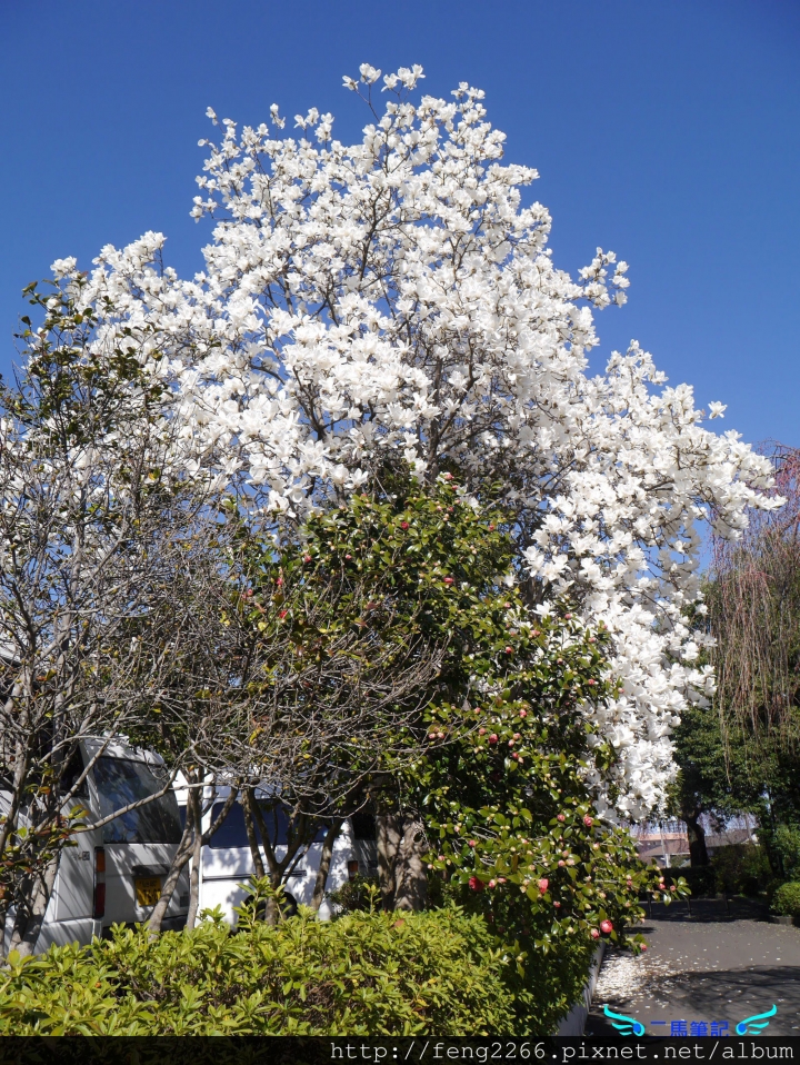 【日本 仙台】賞櫻名所榴岡公園