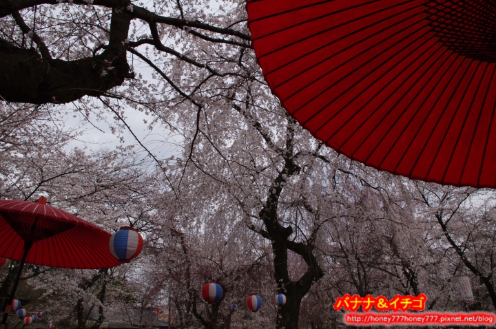 「京都的櫻花」--京都賞櫻景點、路線整理分享