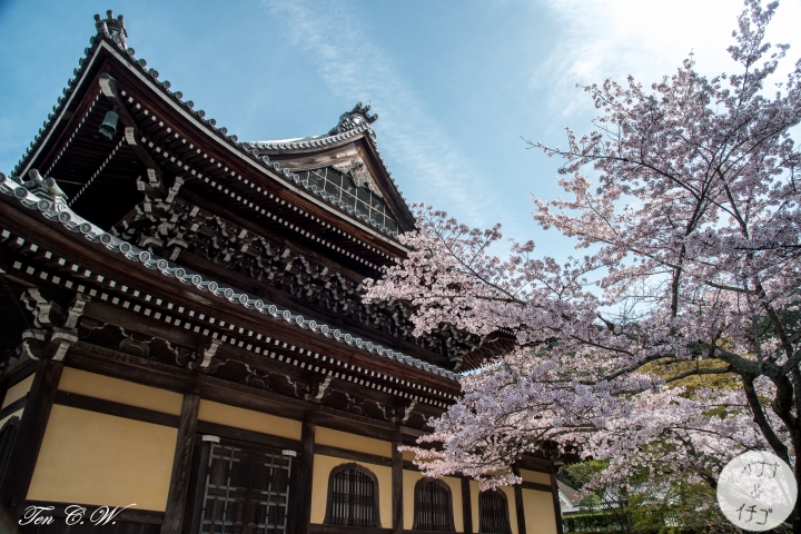 「京都的櫻花」--京都賞櫻景點、路線整理分享