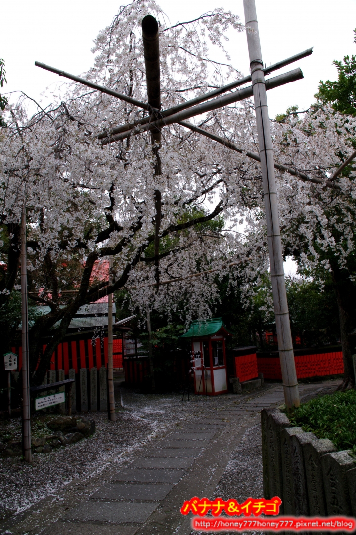 「京都的櫻花」--京都賞櫻景點、路線整理分享