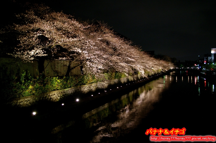 「京都的櫻花」--京都賞櫻景點、路線整理分享