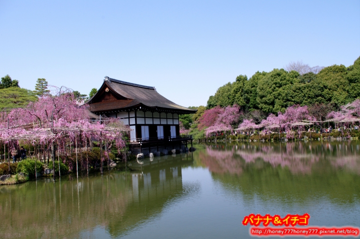 「京都的櫻花」--京都賞櫻景點、路線整理分享
