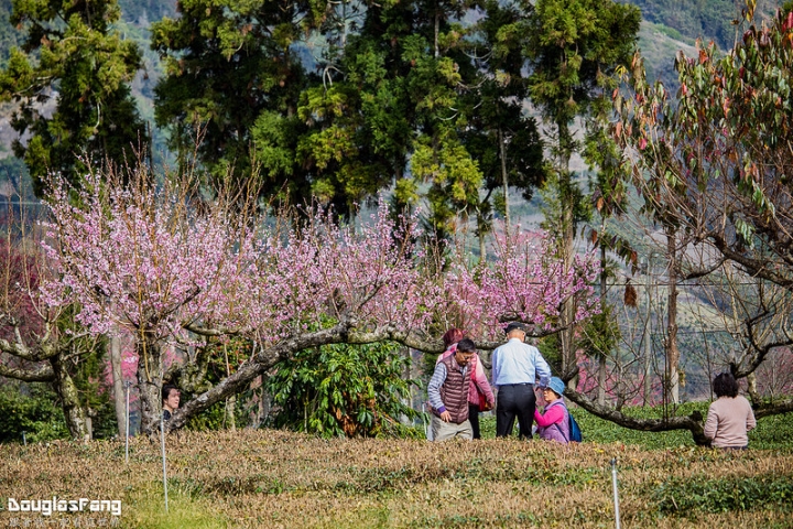 【遊記│南投信義】草坪頭玉山觀光茶園~桃李櫻,三種花一次滿足