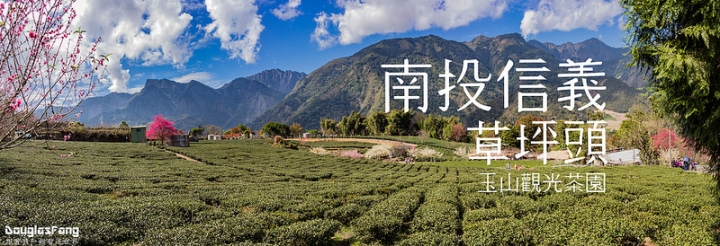 【遊記│南投信義】草坪頭玉山觀光茶園~桃李櫻,三種花一次滿足
