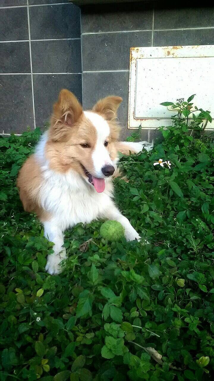寵物長期寄養的可能?