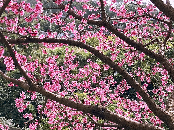 3步驟,教你賞櫻拍出絕美照片!