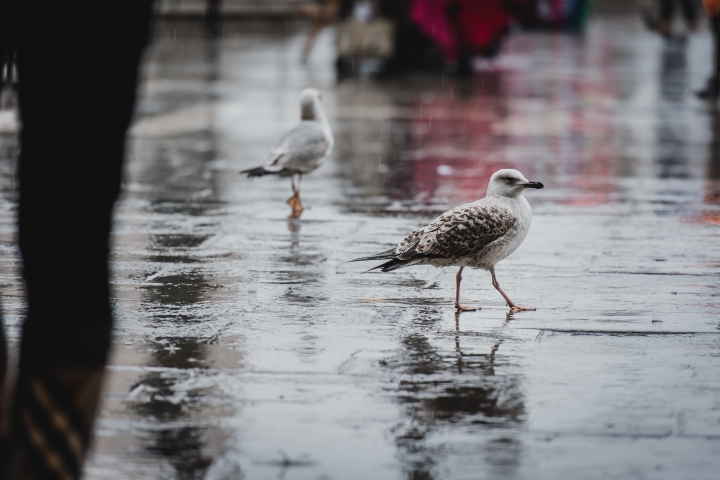 義大利忙裡偷閒兩日半遊(上)