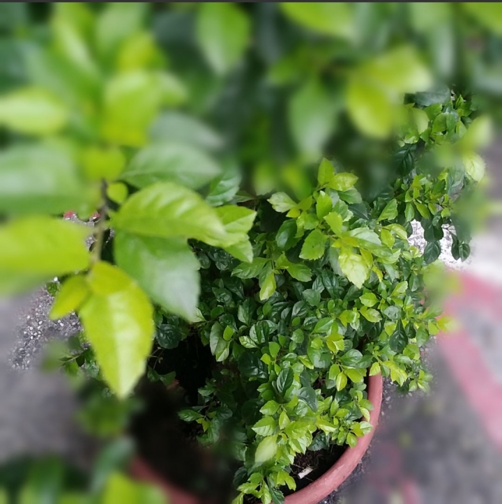 Eye-Plug 3D初體驗 自訂焦點景 還可拍3D影片超好玩