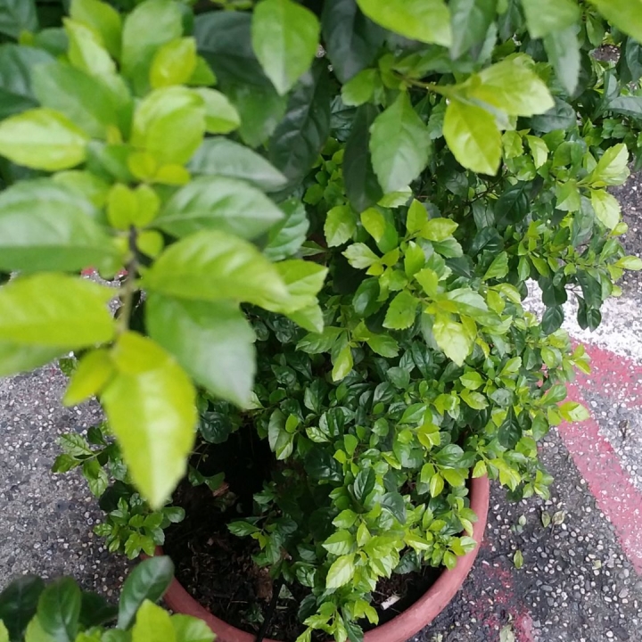 Eye-Plug 3D初體驗 自訂焦點景 還可拍3D影片超好玩