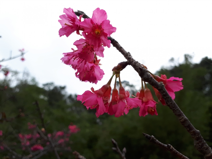 都市叢林秘境-大溝溪親水公園 Samsung Galaxy A7(2017)
