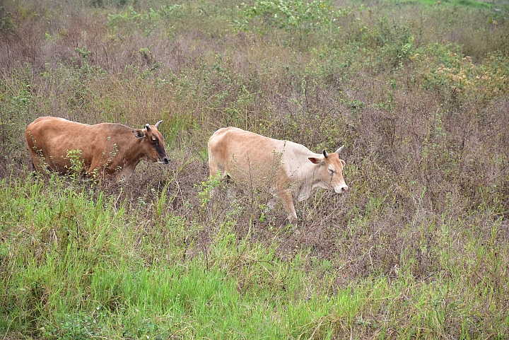 花25元,寫了Nikon D5600的開箱文。