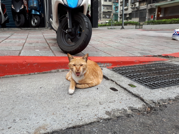 都市叢林秘境-大溝溪親水公園 Samsung Galaxy A7(2017)