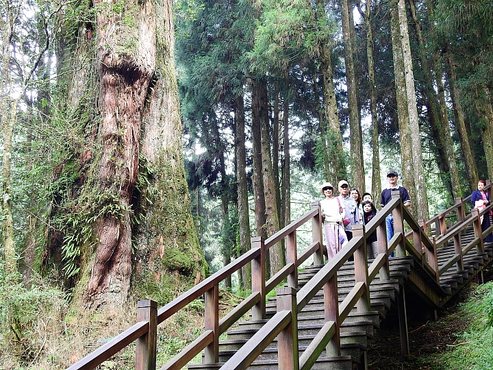 開著Luxgen S3常常上阿里山,MPV也一樣,好開嘛!