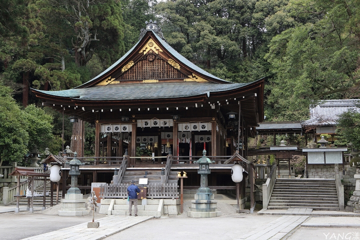 【滋賀】近江八幡之八幡堀,水鄉漫步賞櫻花