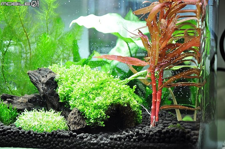 非專業DIY水草缸