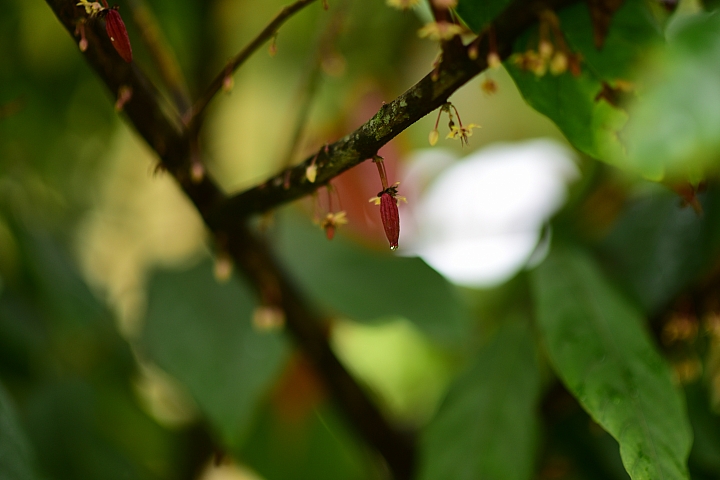 萬巒可茵山可可莊園,享受在可可園裏的可可巧克力熱帶風情。