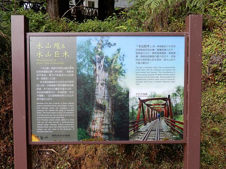 Nikon A900記錄最完整的阿里山水山線&水山巨木,及沼平公園美麗的紫藤。