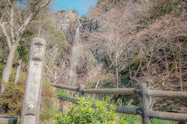 【X-T1】四國櫻花行 - 松山 高松 (多圖)