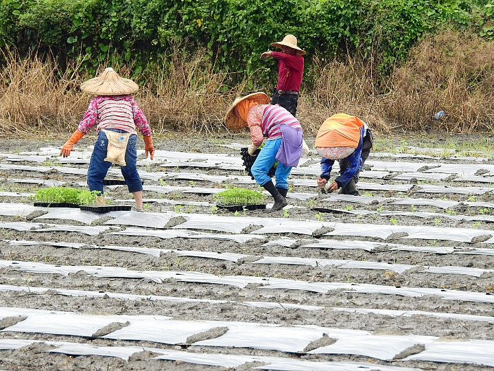以扁擔挑起了美濃瓜苗,開始栽種作業,希望45天後的採收期,天空伯能疼惜我們不要下大雨。