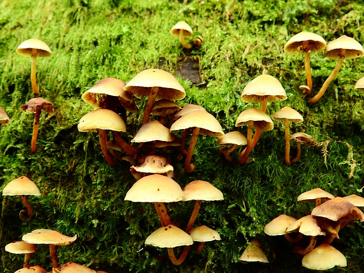 Nikon A900記錄最完整的阿里山水山線&水山巨木,及沼平公園美麗的紫藤。
