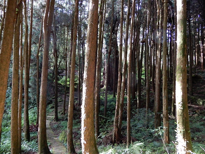 Nikon A900記錄最完整的阿里山水山線&水山巨木,及沼平公園美麗的紫藤。