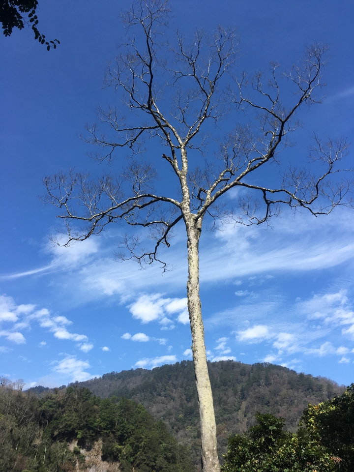 "流浪者日誌" - 霞喀羅古道的新綠