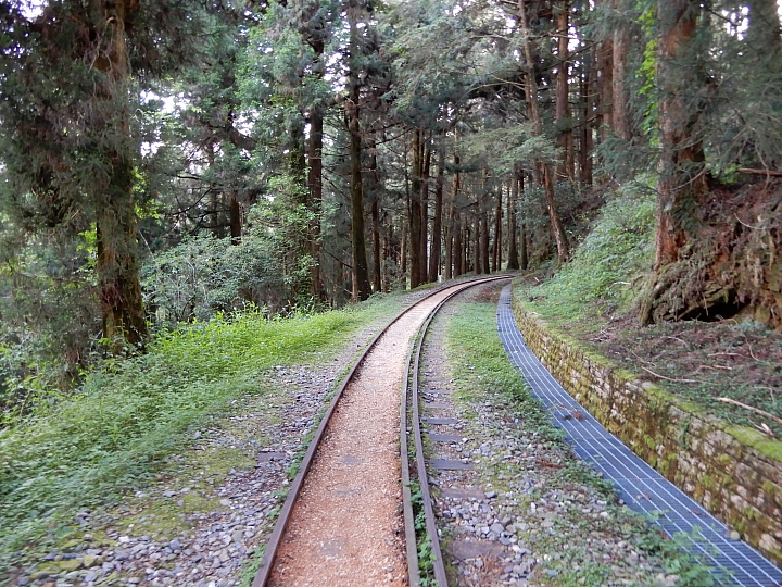 Nikon A900記錄最完整的阿里山水山線&水山巨木,及沼平公園美麗的紫藤。