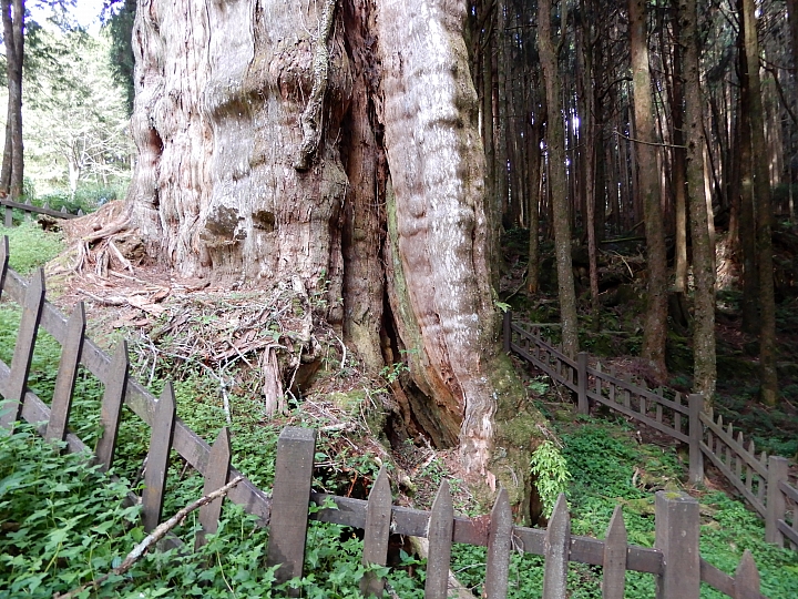 Nikon A900記錄最完整的阿里山水山線&水山巨木,及沼平公園美麗的紫藤。