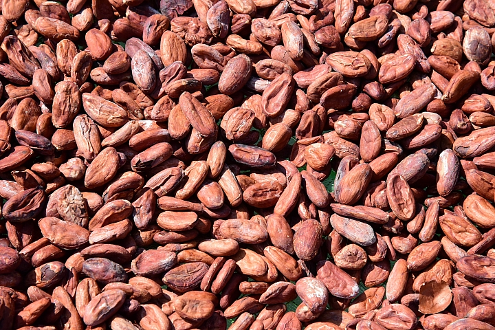 萬巒可茵山可可莊園,享受在可可園裏的可可巧克力熱帶風情。
