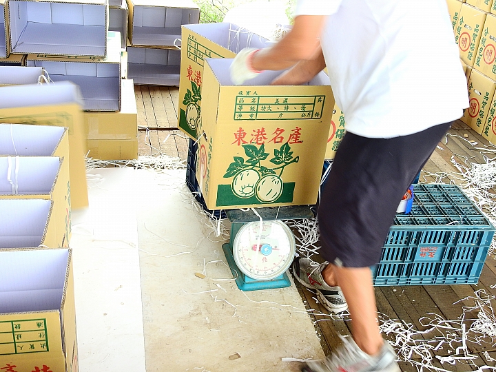 以扁擔挑起了美濃瓜苗,開始栽種作業,希望45天後的採收期,天空伯能疼惜我們不要下大雨。